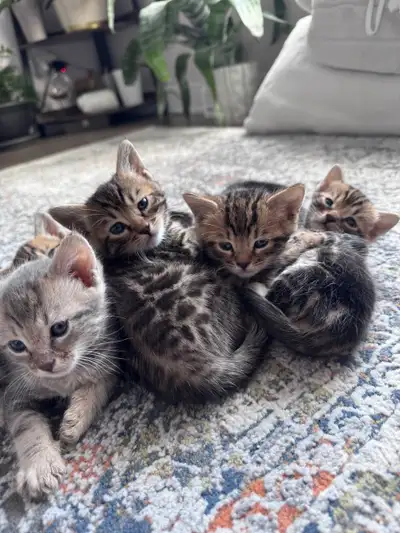 Pure bengal kittens born on March 14th ready to be adopted end of May. 4 males are still available....
