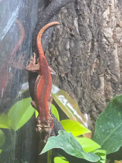 male and female red stripe gargoyle gecko - Can Trade, View more