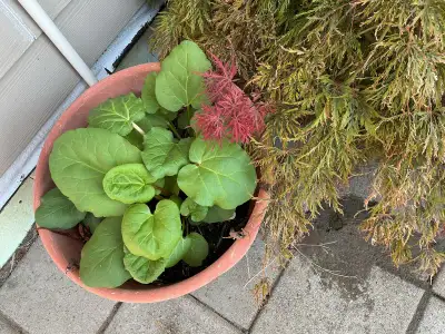 Rhubarb plants well rooted , View more