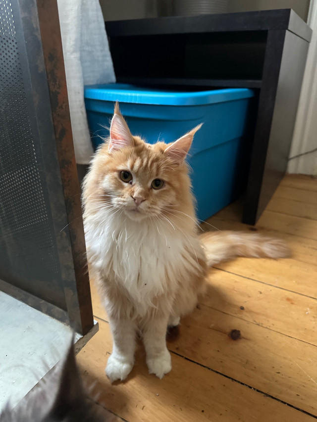 Purebred Mainecoon in Cats & Kittens for Rehoming in Peterborough - Image 2