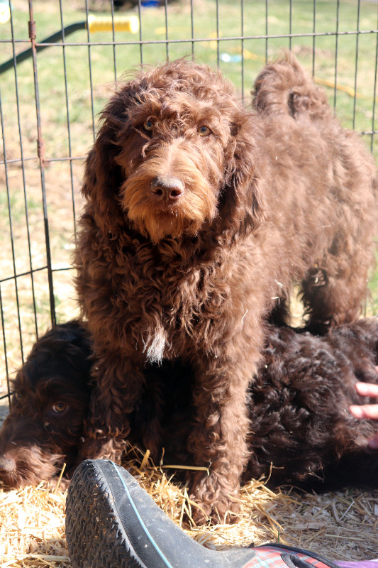 LABRADOODLE+F1B+3 PRETTY LADIES LOOKING FOR HER FUREVER HOMES in Dogs & Puppies for Rehoming in Kingston - Image 2