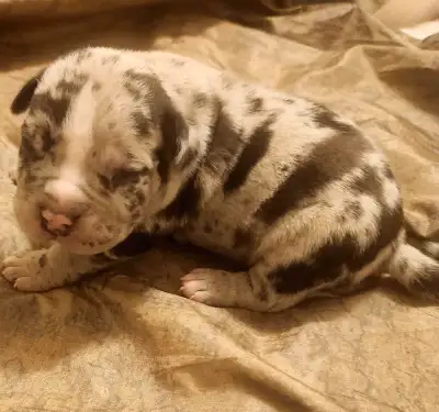 Micro  Puppies Merle Tri Available!  Born July 29th, 2025, View more