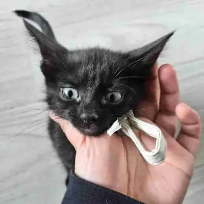 Baby kitten looking for forever homes, View more