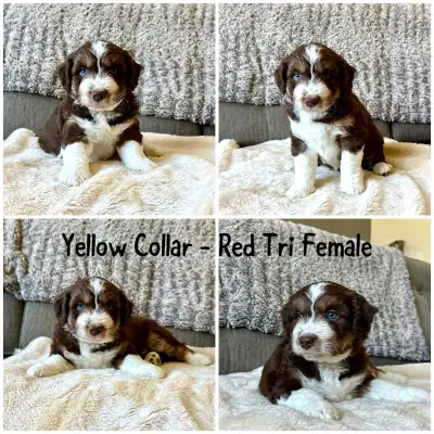 Aussiedoodles Puppies - 3 LEFT, View more