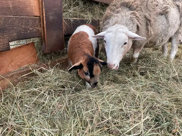 2 hair sheep ram lambs breeding stock in Livestock in Smithers - Image 5