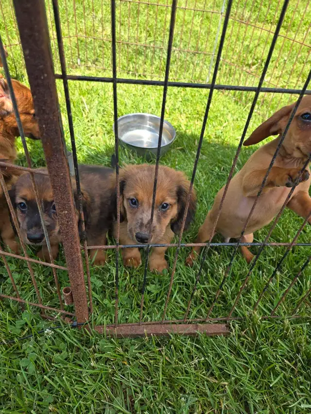 Miniature Daschund Miniature Australian Shepherd Puppies for Sal in Dogs & Puppies for Rehoming in Woodstock - Image 3