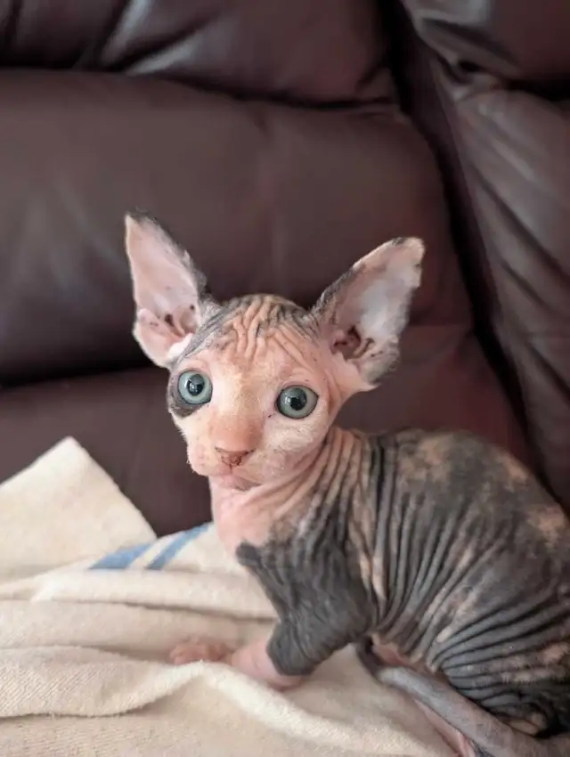 Réservée bébé chaton Sphynx in Cats & Kittens for Rehoming in Victoriaville - Image 8