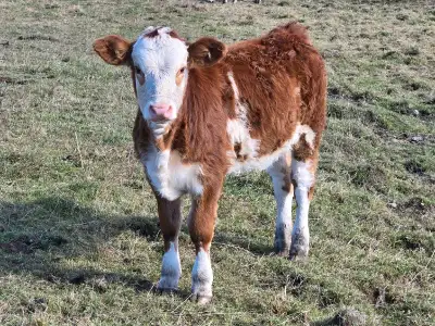Simmental heifer calf, View more