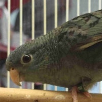 Lineolated parakeet Kawartha Lakes Peterborough Area Preview