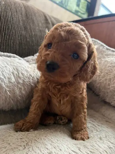 Toypoodles puppies, View more