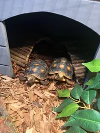 2 Red-footed tortoises - ENTIRE SETUP