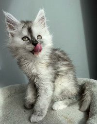 Registered Purebred Mainecoon kittens