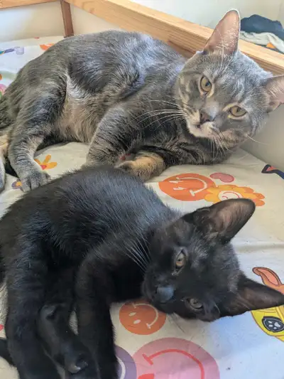 1 Female - kittens Ready for their new family, View more