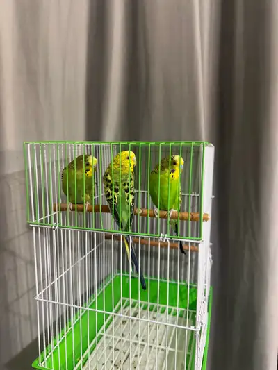 Budgies for sale , View more