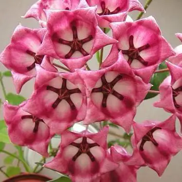 Hoya flash sales $20, View more