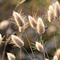 Bunnytail Grass Seeds