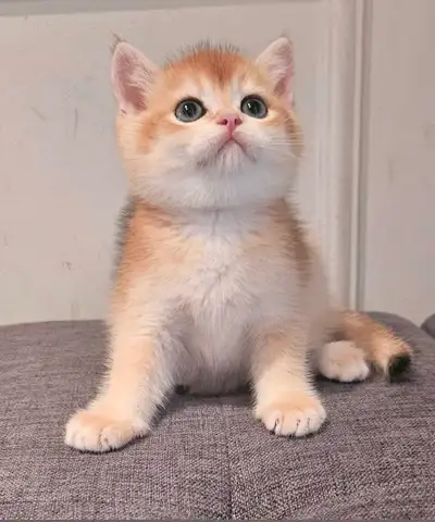 Adorable purebred British shorthair Boy available , View more