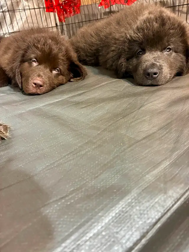 Chiots Terre-Neuve in Dogs & Puppies for Rehoming in City of Montréal - Image 3