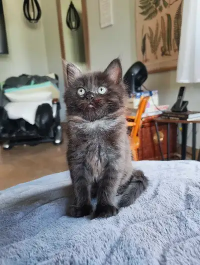 Cutest Kittens , View more
