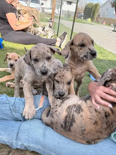 Great Dane mastiff puppies! Dad purebred Great Dane, mom Great Dane/Mastiff cross. Puppies are ready...
