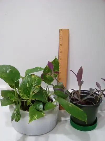 Plants to beautify your home, View more