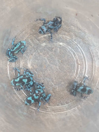 Turquoise and Black Auratus Dart frogs