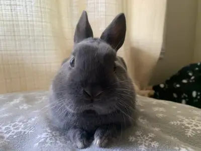 Dwarf bunny, View more