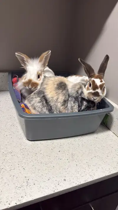 Bunnies for Rehoming, View more