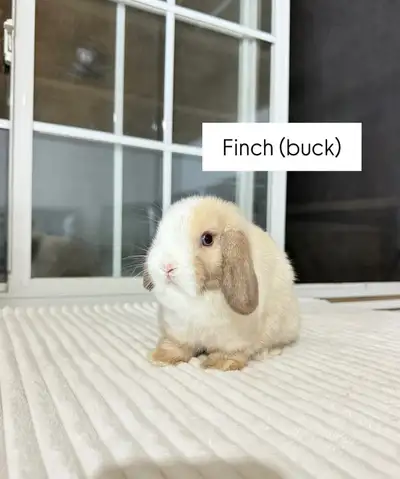 **sweet holland lop baby bunnies**, View more