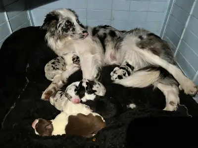Boarder collie puppy, View more