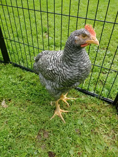 Coq  Pure Race, View more