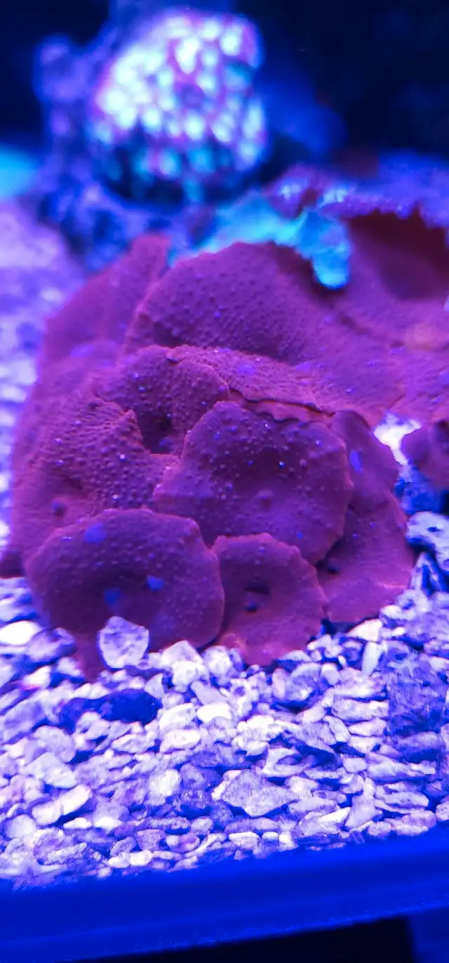 reef coral in Other in Markham / York Region - Image 3