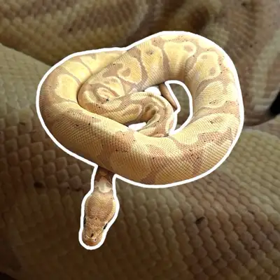 Banana Enchi (ODYB) Het Pied - Ball Python, View more
