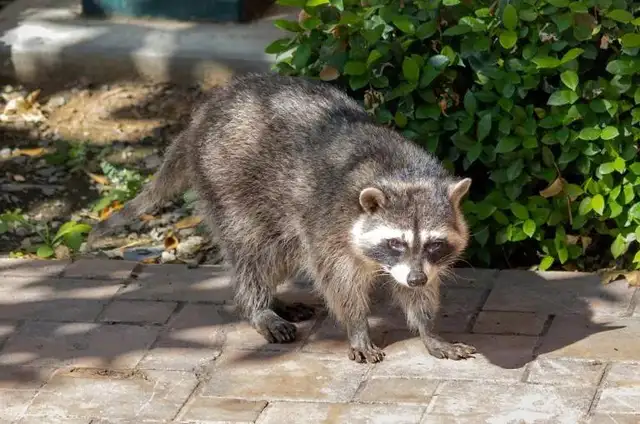 North Bay Pest Control – ⭐⭐⭐⭐⭐ Fast, Reliable Pest Removal62863248013699121