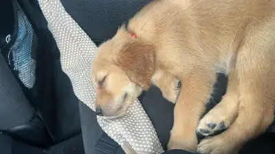 Golden retriever chiot  à vendre, View more