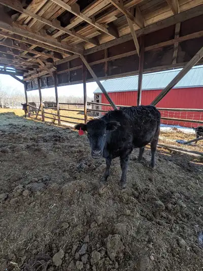 Two Bred Heifers, View more