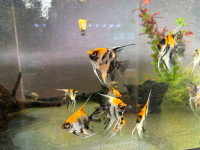 red koi angelfish for sale at TT pets