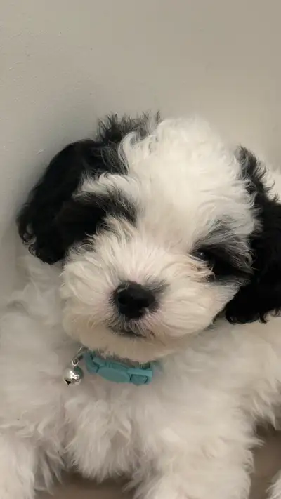 Due to unforeseen circumstances, I sadly have no choice but to rehome my dog's litter. I’m hoping to...