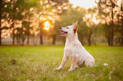 Exceptionally beautiful Red Heeler female 3 months old, has second set of vaccines. Has been deworme...