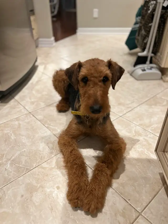 ✨CKC REGISTERED AIREDALE TERRIER PUPPIES ✨ in Dogs & Puppies for Rehoming in Markham / York Region - Image 6