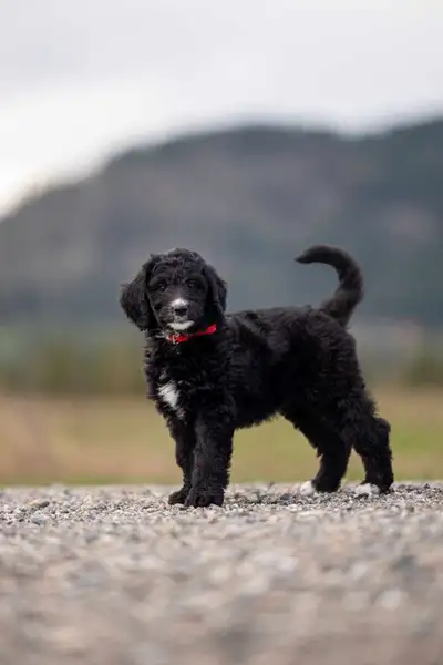 F1B small Bernedoodle puppies, View more
