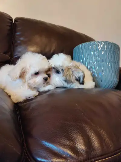 Maltese Shihtzu Puppies also known as Malshi. Ready to go. First shots, deworming and vet papers inc...