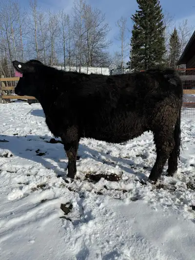 black heifer , View more