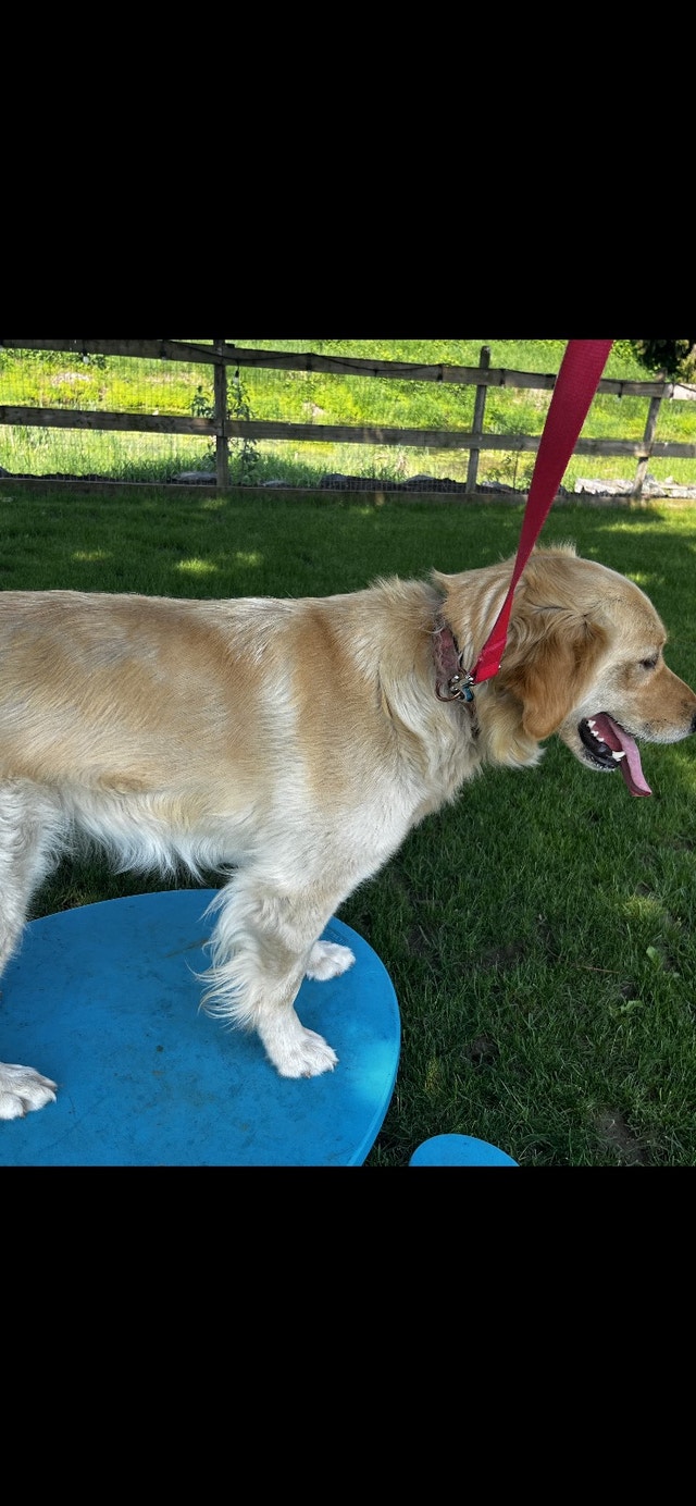 Golden Retriever Dogs & Puppies for Rehoming Chilliwack Kijiji
