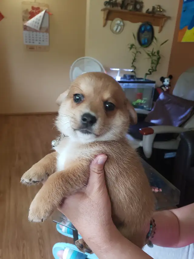 puppies for sale in Dogs & Puppies for Rehoming in Calgary - Image 3