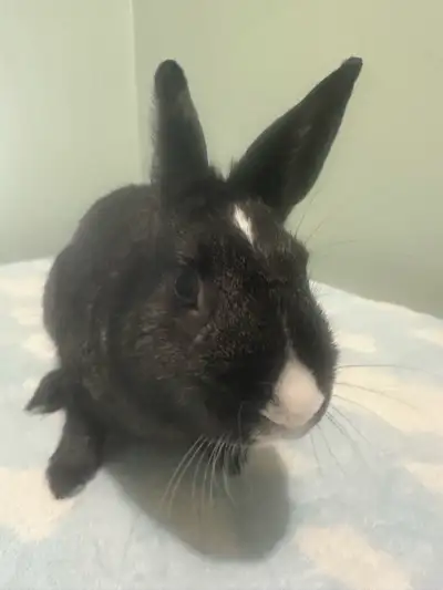 Beautiful Boy Bunny, View more