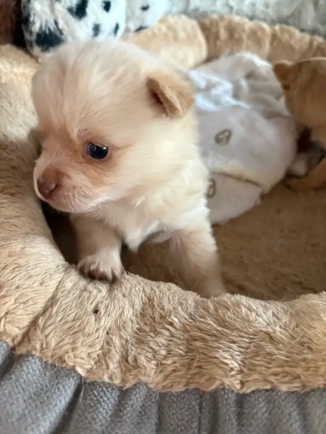 Chihuahua Puppy in Dogs & Puppies for Rehoming in Winnipeg - Image 3