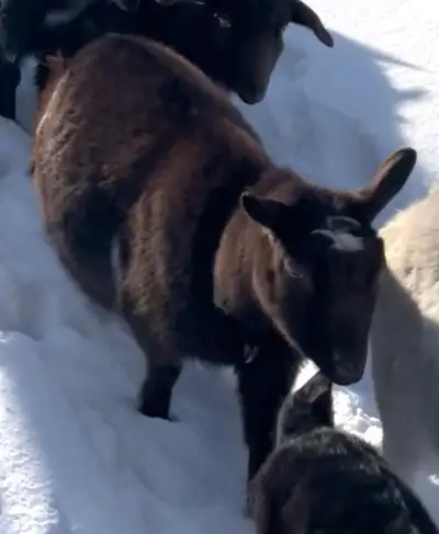 Nigerian Dwarf Doe Polled , View more