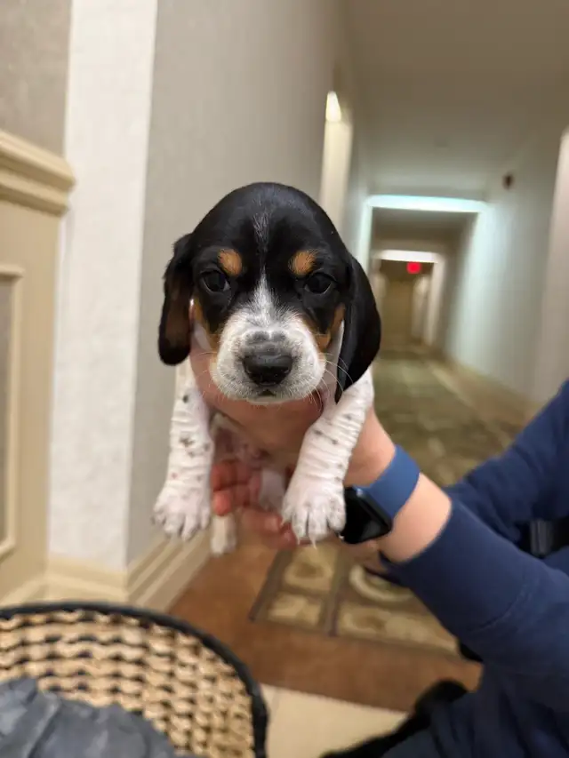 ONLY 3 LEFT!!!!! Mini Dachshund Puppies Available in Dogs & Puppies for Rehoming in City of Toronto - Image 8