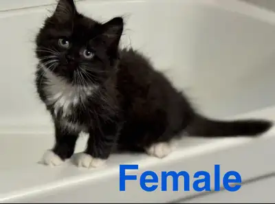 Ragdoll Mix Kittens *ONLY 2 LEFT*, View more